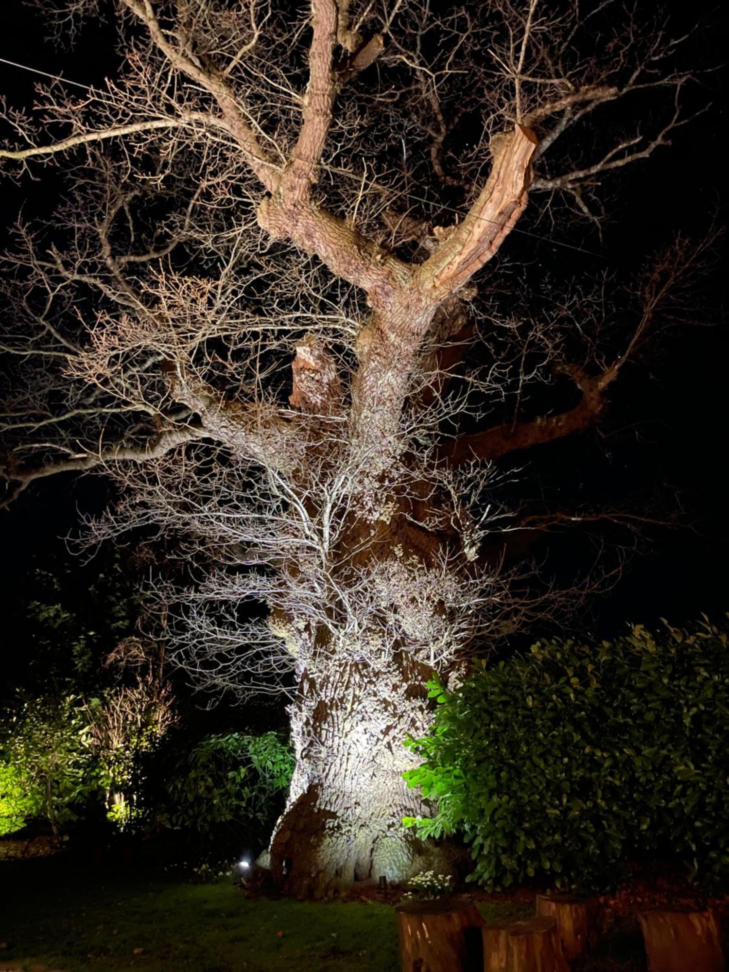 Вилла Oak Tree Hideaway Уитчерч Экстерьер фото
